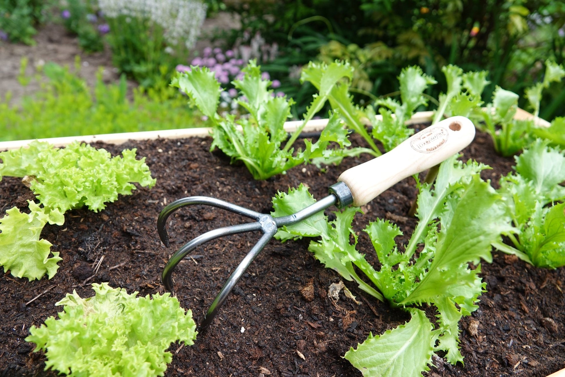 H Potter 3 tine cultivator metal gardening tool with wooden handle in a garden