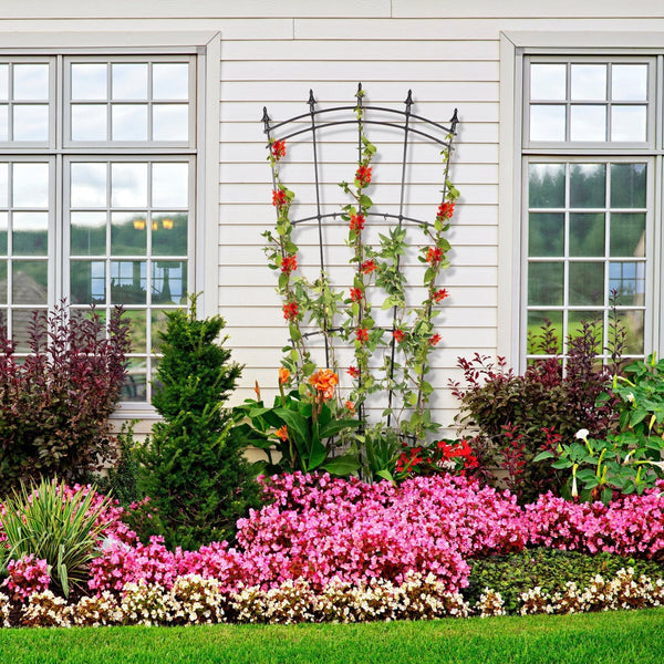 What Does A Trellis Do?