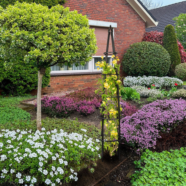 Should I Plant My Roses on the Inside or Outside of an Obelisk Trellis