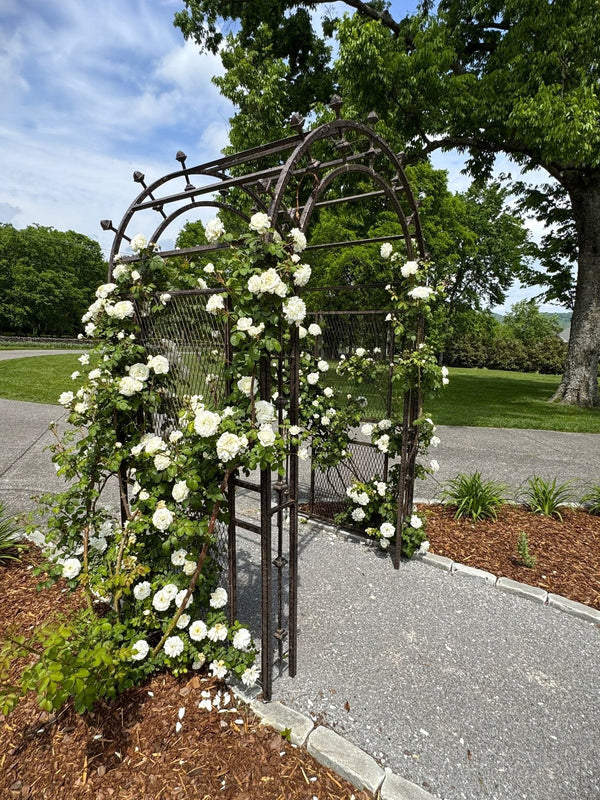 h potter arbor with roses on a garden path