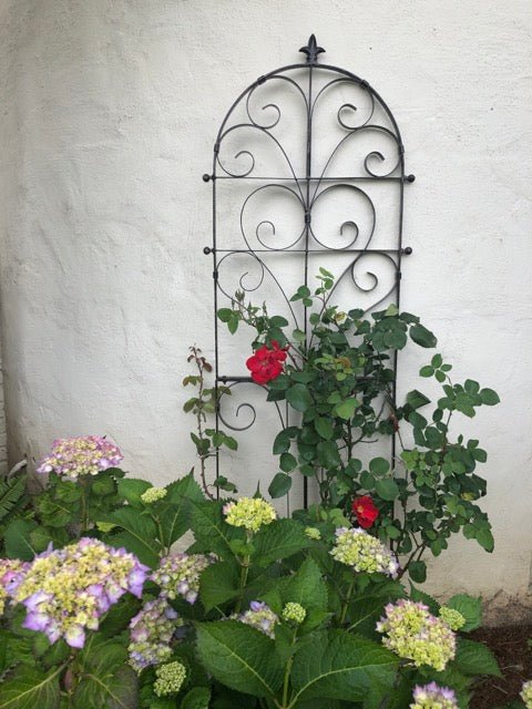 Roses in Your Yard