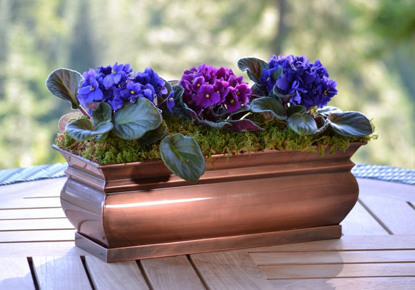 Succulents for Indoor Plants: The Perfect Choice for Your Home or Office