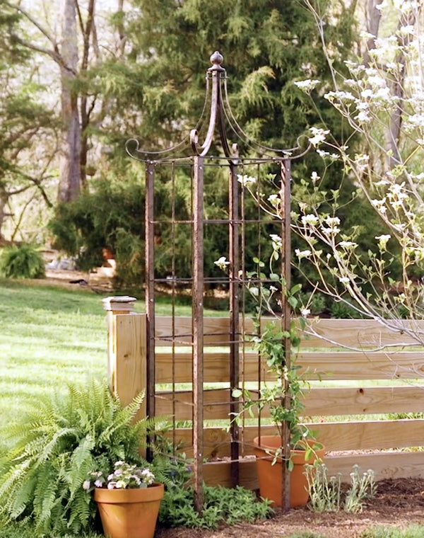 Rose Planting Tips