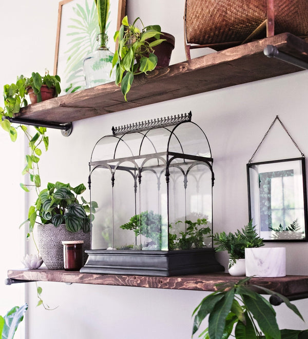A Guide to Terrariums