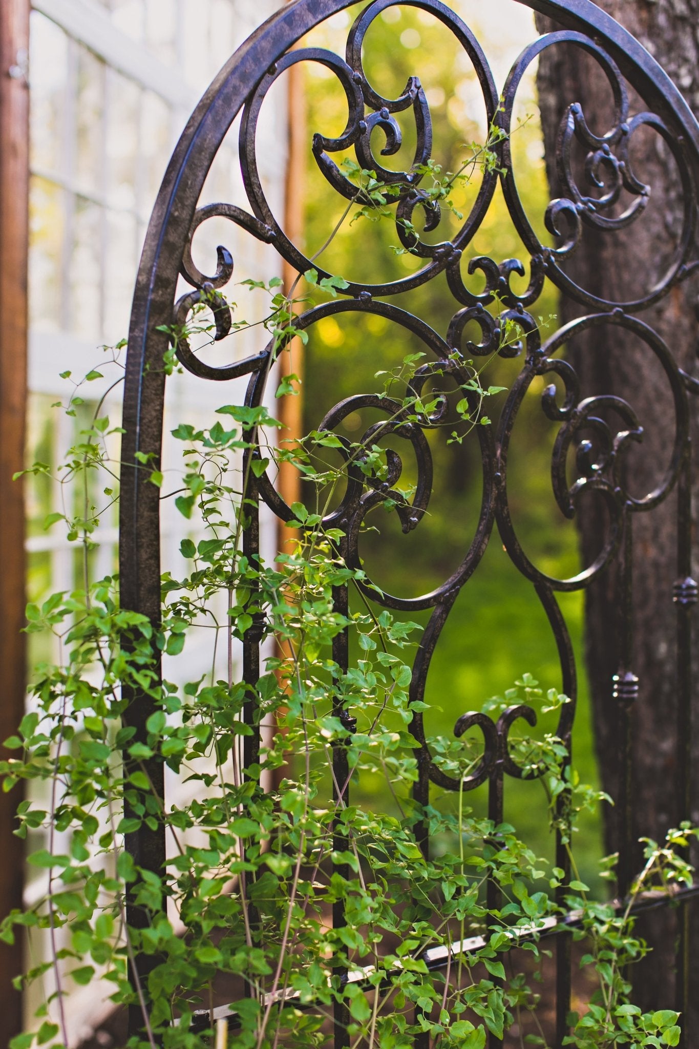 H Potter legacy trellis with powder coat and hand-rubbed black finish, ivy climbing